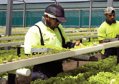 Pacific Labor Mobility Survey (PLMS)